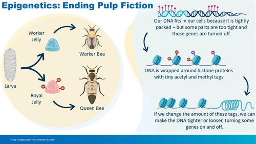 Research Blitz 2024 RQ